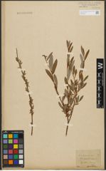 Foto von Salix purpurea L. x Salix repens L.
